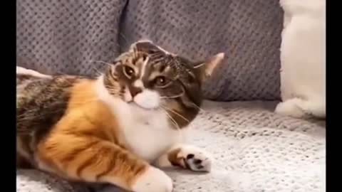 Baby Cats - Cute and 😂 Funny Cat Videos Compilation 🐈 #7 || Cutest Kitten