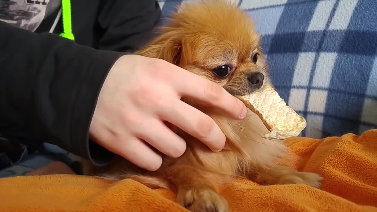 Angry dog