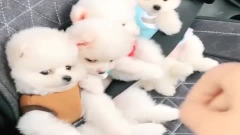 Cute funny Pomeranian 💫🐶