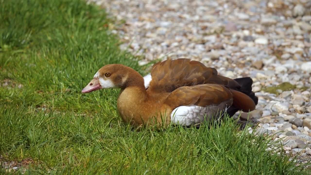 Oh wow precious look see hoe this duck stretching out...