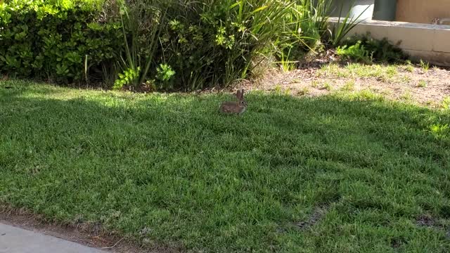 A Bunny Rabbit