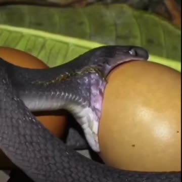 Snake eating eggs !