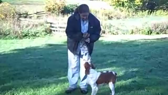 Young dog training