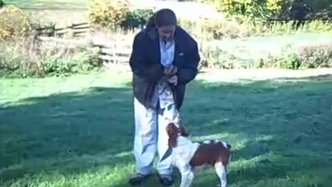 Young dog training