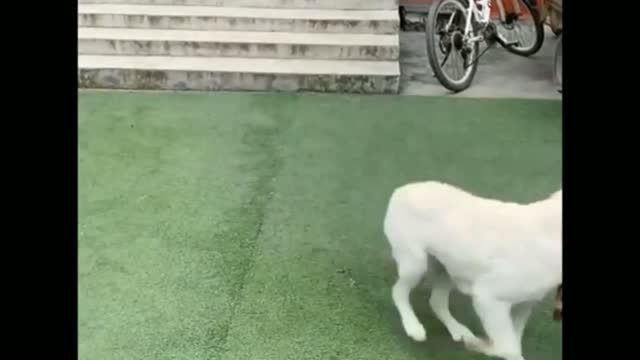 Super Funny Dog video