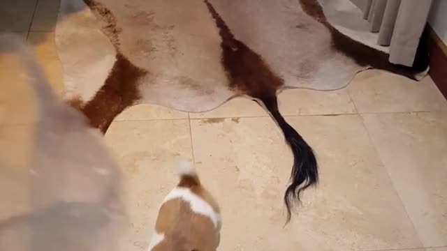 Brown white dog plays with bubble wrap
