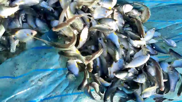 Amazing Fishing Catching Fish By Hand #Shorts