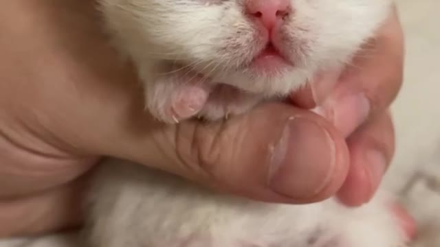 Look how small these cute cute kittens are and so cute