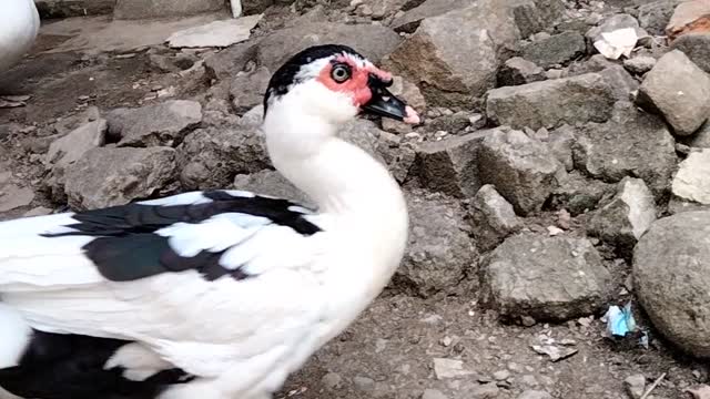 Duck breeding