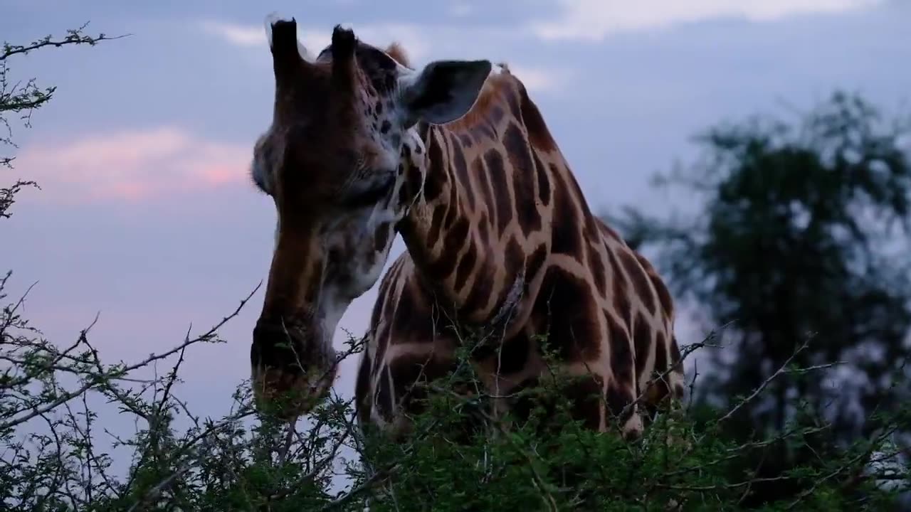 #Animal Reel for Kids, Kids Video, Kids short, child video, #giraffe