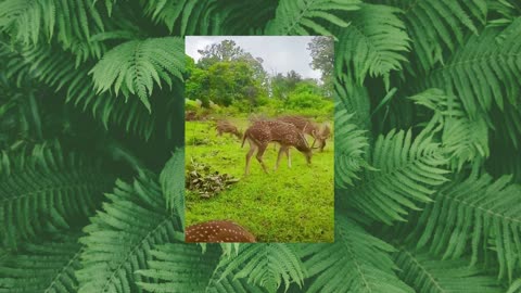 See the most beautiful herd of antelopes