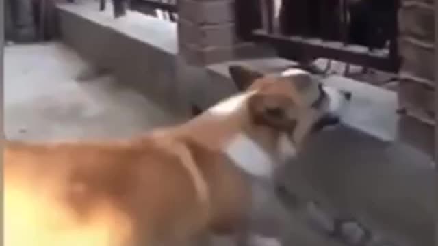 Chicken VS Dog Fight - Funny Dog Fight Videos