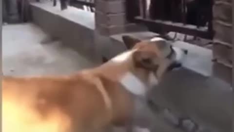 Chicken VS Dog Fight - Funny Dog Fight Videos