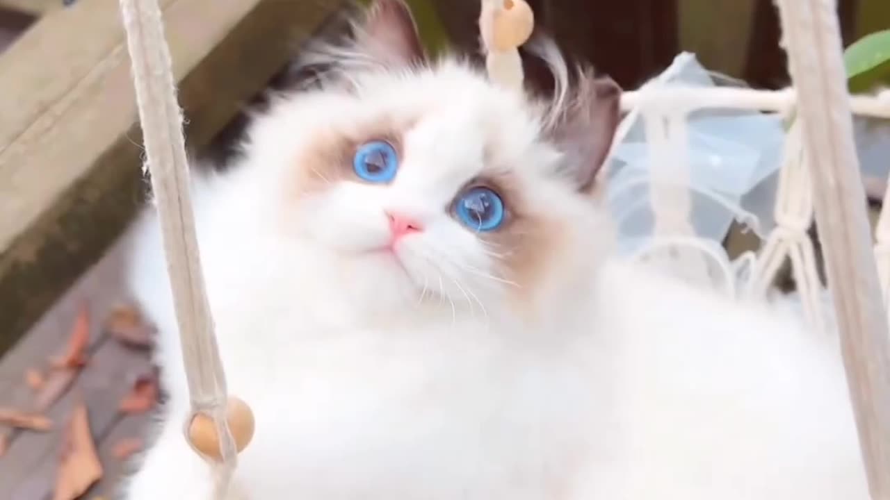 Cute cat