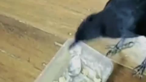 Promise me to watch the end🤣🐱🤣