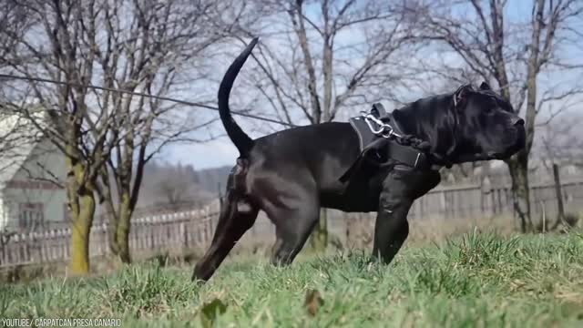 The Most Banned Dog Breeds In The World Watch