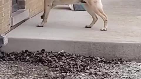 Dog finds entertaining way to get snacks from neighbours. Watch