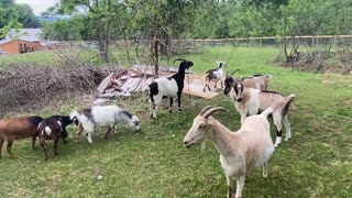 Goats Eating Tree D 06.2021