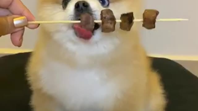 Cute and Funny dog Videos Compilation 2021 #178