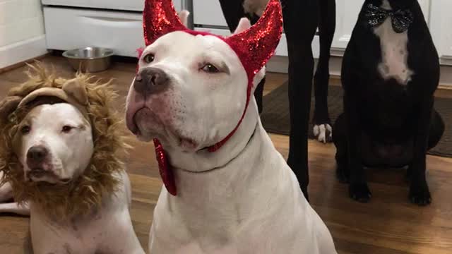 Dogs in costumes pose like mannequins for tasty treat