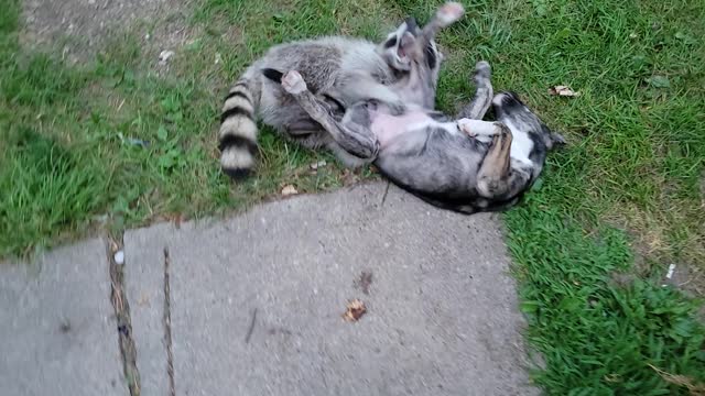 Bitey lil bugger!