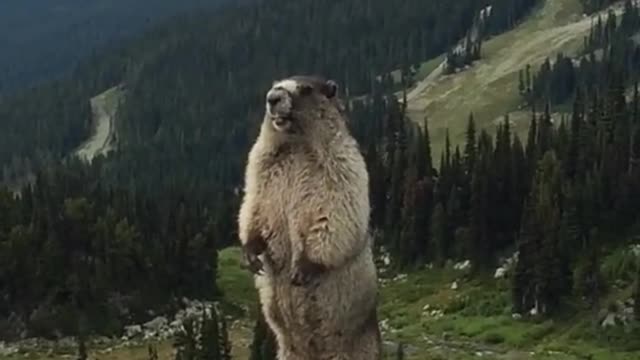 Marmot screaming on Blackcomb Mountain