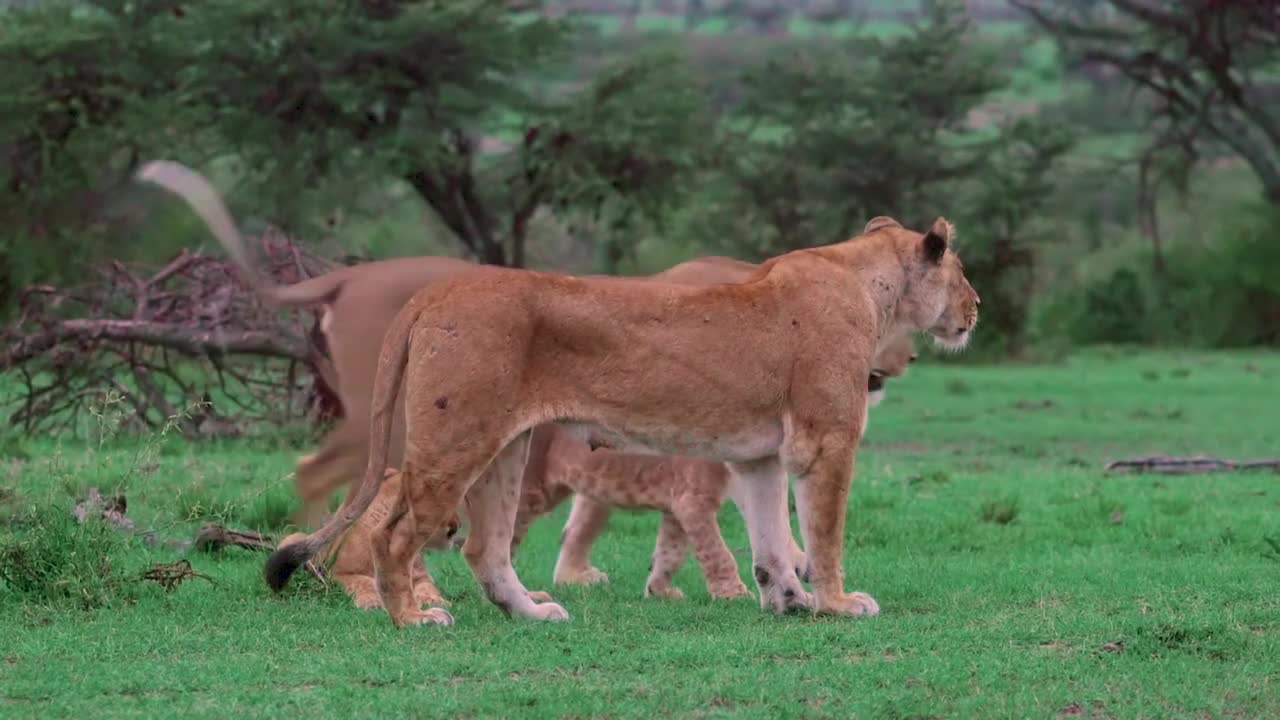 07.Cute Baby Tiger and Lion Videos- Lion King The Big Cats