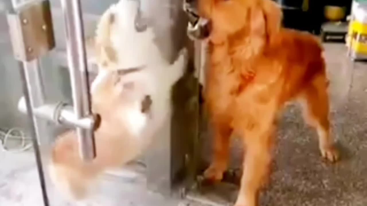 Glass door and puppy dogs comedy video