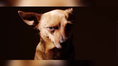 Dog Love
