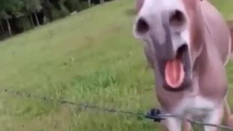 Funny 😁😁😁😁😁😁 animal video