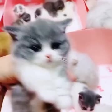 Do you like cat 🐱