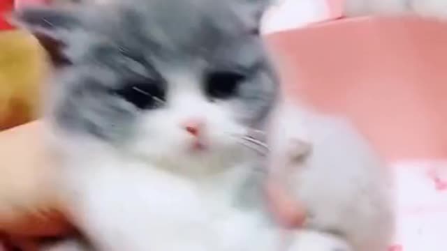 Do you like cat 🐱