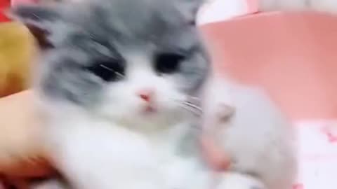 Do you like cat 🐱