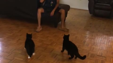 Two black cats try to play fetch