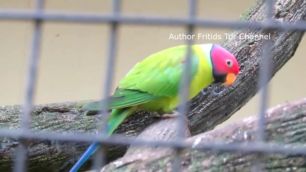 The Plum-Headed Parakeet Voice