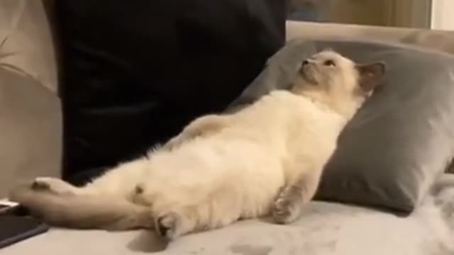 OMG So Cute Cats ♥ Best Funny Cat ❤️🐈Videos 2021 #shorts