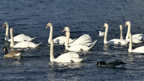 Lovely geese