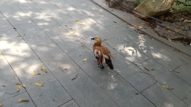 This little duck is so funny