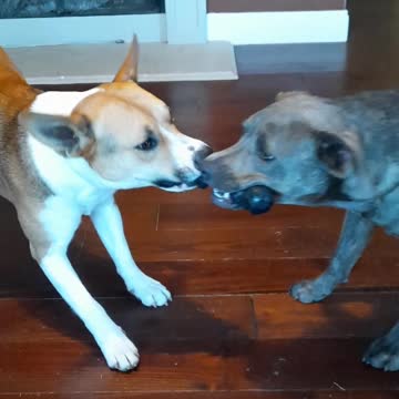 FUN AGAIN with Tucker Carlson 🐕 and Claire Bear 🐻