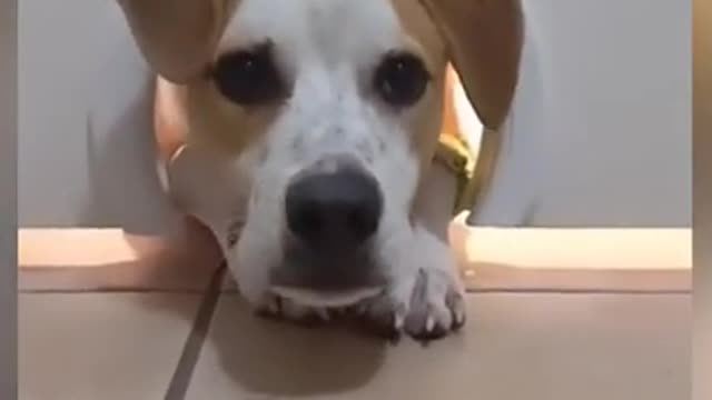 ok! 🐶🐱 _ Cat & Dog Lovers _ SHORT & FUNNY Videos 🤣 #Shorts