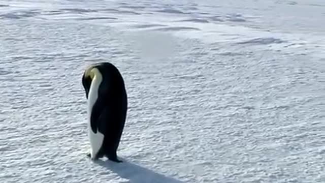 Emperor Penguin observing Humans???