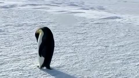 Emperor Penguin observing Humans???