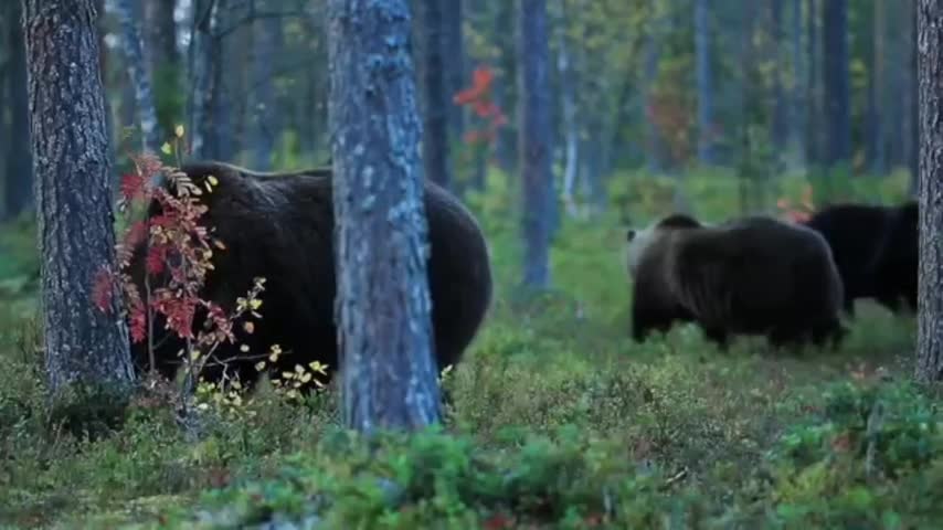 Two big black bears from the forest