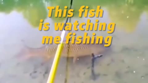 This fish is watching me fishing