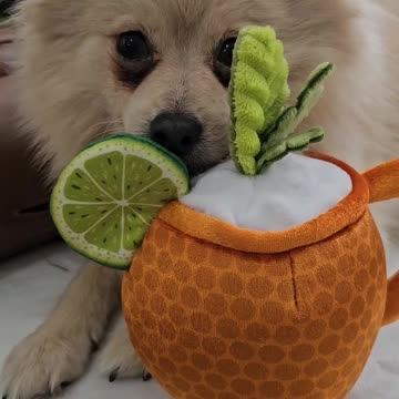 Pom's Perfect Day: A Pomeranian's Joyful Transformation with New Toy!