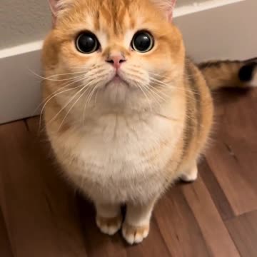 Fanny Cat Video and Kittecat Video