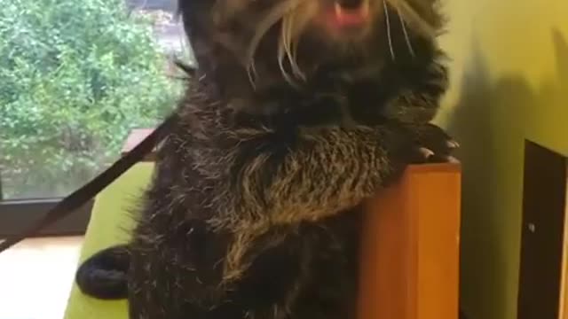 Funny dog animaux