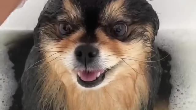 This Pomerian Loves to take BATH!