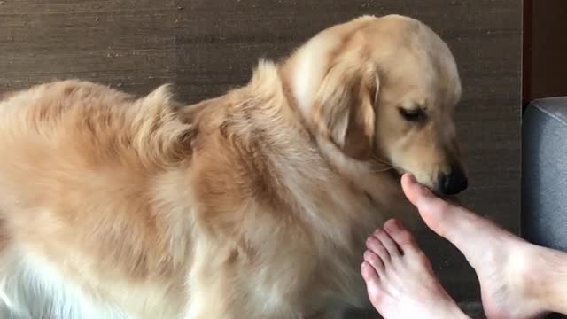 Golden Retriever gives coconut oil foot massage