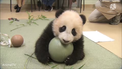 Fut boll panda fanny video